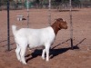 1X BOER GOAT STUD DOE KALAHARI KID CORPORATION