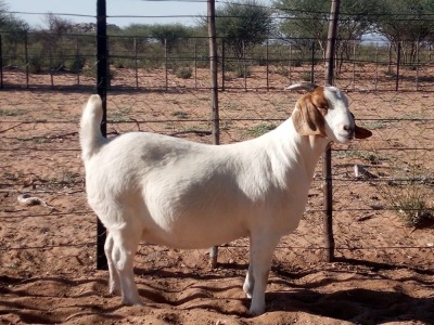 1X BOER GOAT PREGNANT FLOCK DOE KALAHARI KID CORPORATION