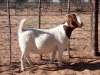 1X BOER GOAT PREGNANT FLOCK DOE KALAHARI KID CORPORATION