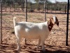 1X BOER GOAT PREGNANT FLOCK DOE KALAHARI KID CORPORATION