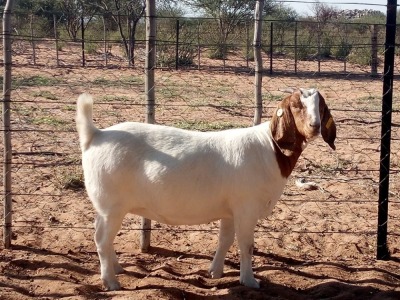 1X BOER GOAT PREGNANT FLOCK DOE KALAHARI KID CORPORATION