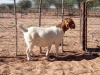 1X BOER GOAT PREGNANT FLOCK DOE KALAHARI KID CORPORATION - 2