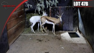 Hartwater Springbuck