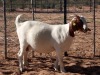 WITHDRAWN - 1X BOER GOAT DOE KALAHARI KID CORPORATION