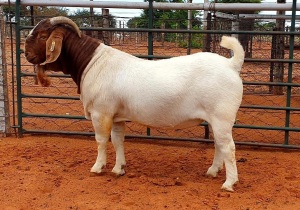 1X BOER GOAT FLOCK BUCK WITSAND BOERBOKSTOET