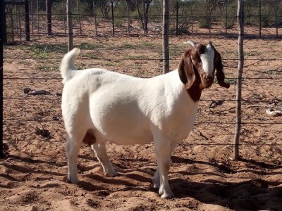 1+1 X BOER GOAT FLOCK DOE KALAHARI KID CORPORATION