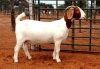 1X BOER GOAT PREGNANT STUD DOE WITSAND BOERBOKSTOET