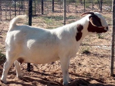 1X BOER GOAT PREGNANT FLOCK DOE KALAHARI KID CORPORATION