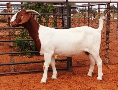 1X BOER GOAT PREGNANT FLOCK DOE WITSAND BOERBOKSTOET