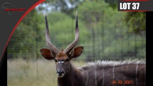 Nyala