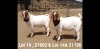 1X BOER GOAT FLOCK BUCK OSPLAAT BOERBOKSTOET 0825783785 - 2