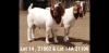 1X BOER GOAT FLOCK BUCK OSPLAAT BOERBOKSTOET 0825783785 - 3