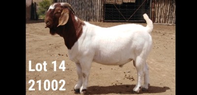 1X BOER GOAT FLOCK BUCK OSPLAAT BOERBOKSTOET 0825783785