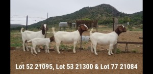 1+1 X BOER GOAT STUD DOE OSPLAAT BOERBOKSTOET 0825783787