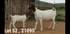 1+1 X BOER GOAT STUD DOE OSPLAAT BOERBOKSTOET 0825783787 - 2