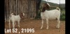 1+1 X BOER GOAT STUD DOE OSPLAAT BOERBOKSTOET 0825783787 - 3