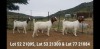 1+1 X BOER GOAT STUD DOE OSPLAAT BOERBOKSTOET 0825783787 - 4