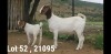 1+1 X BOER GOAT STUD DOE OSPLAAT BOERBOKSTOET 0825783787 - 5