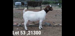 1X BOER GOAT PREGNANT FLOCK DOE OSPLAAT BOERBOKSTOET 0825783788