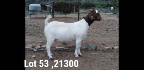 1X BOER GOAT PREGNANT FLOCK DOE OSPLAAT BOERBOKSTOET 0825783788