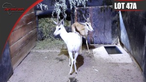 White Hartwater Springbuck