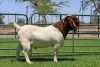 1X BOER GOAT FLOCK BUCK PW BOTHA