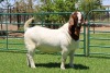 1X BOER GOAT STUD - BUCK PW BOTHA