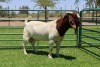 1X BOER GOAT FLOCK - BUCK PW BOTHA