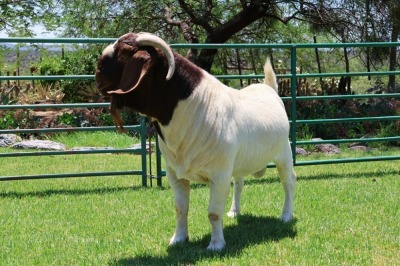 1X BOER GOAT FLOCK BUCK PW BOTHA