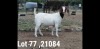 2X BOER GOAT PREGNANT STUD DOE OSPLAAT BOERBOKSTOET 0825783789 (Pay per piece to take the lot)