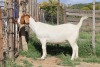 WITHDRAWN - 1X BOER GOAT DOE STEHEN KINGHORN