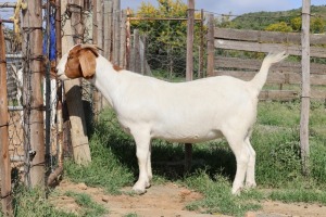 WITHDRAWN - 1X BOER GOAT DOE STEHEN KINGHORN