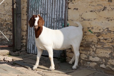 1X BOER GOAT PREGNANT FLOCK DOE STEHEN KINGHORN