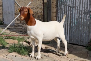 1X BOER GOAT PS DOE STEHEN KINGHORN