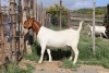 1X BOER GOAT PREGNANT FLOCK DOE STEHEN KINGHORN