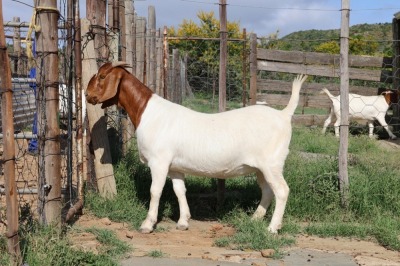 1X BOER GOAT PREGNANT FLOCK DOE STEHEN KINGHORN