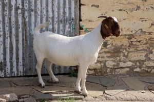 1X BOER GOAT FLOCK DOE STEHEN KINGHORN