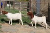 2X BOER GOAT FLOCK DOE STEHEN KINGHORN (Pay per piece to take the lot)