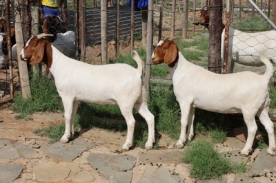 2X BOER GOAT PREGNANT FLOCK DOE STEHEN KINGHORN (Pay per piece to take the lot)