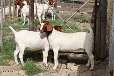 1X BOER GOATPREGNANT FLOCK DOE STEHEN KINGHORN (Pay per piece to take the lot)