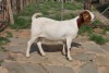 1X BOER GOAT DOE STEHEN KINGHORN