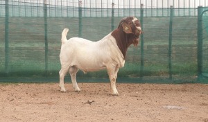 1X BOER GOAT FLOCK BUCK DANKBAAR BOERDERY