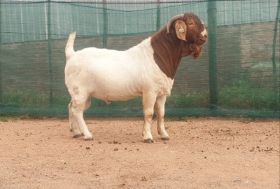 1X BOER GOAT FLOCK BUCK DANKBAAR BOERDERY