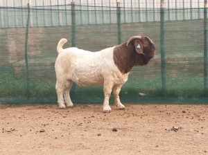 WITHDRAWN - 1X BOER GOAT BUCK DANKBAAR BOERDERY