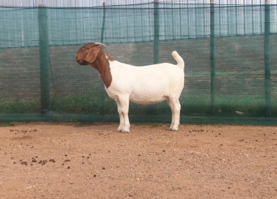 WITHDRAWN - 1X BOER GOAT DOE DANKBAAR BOERDERY