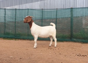 1X BOER GOAT PREGNANT FLOCK DOE DANKBAAR BOERDERY