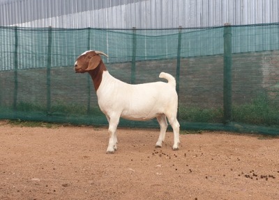 1X BOER GOAT PREGNANT FLOCK DOE DANKBAAR BOERDERY