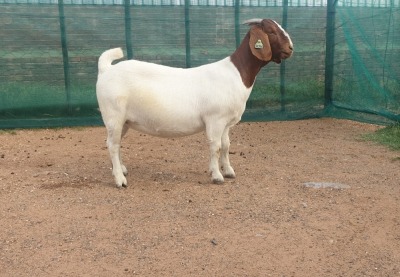 1X BOER GOAT PREGNANT FLOCK DOE DANKBAAR BOERDERY