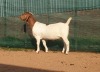 1X BOER GOAT PREGNANT FLOCK DOE DANKBAAR BOERDERY