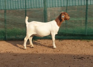 1X BOER GOAT PREGNANT FLOCK DOE DANKBAAR BOERDERY